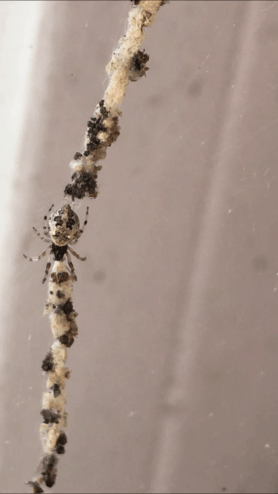Picture of Cyclosa turbinata - Dorsal,Webs