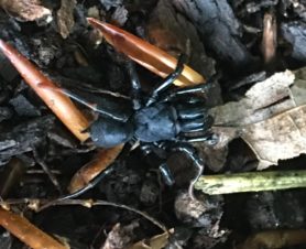 Picture of Sphodros atlanticus (Atlantic Purse-web Spider) - Dorsal