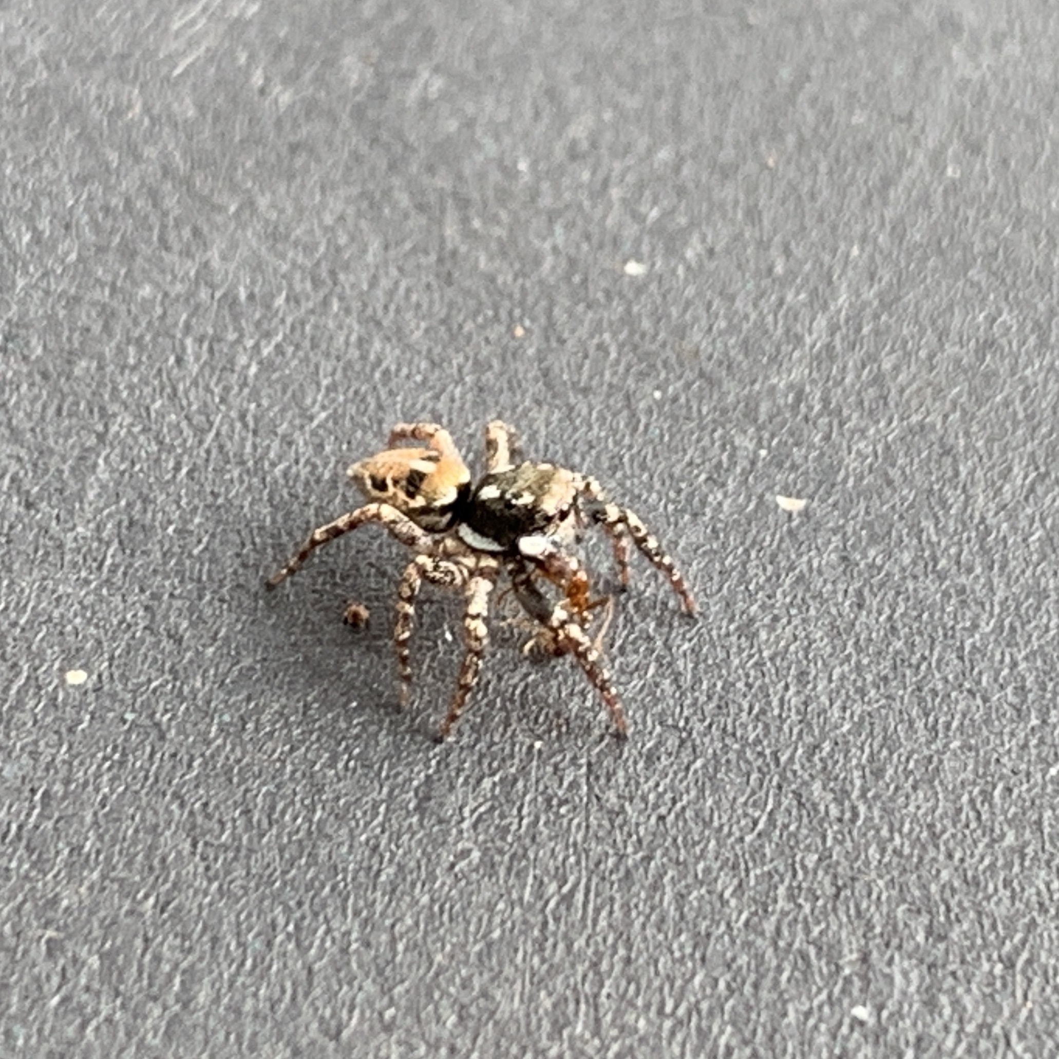 Picture of Anasaitis canosa (Twin-flagged Jumping Spider) - Dorsal