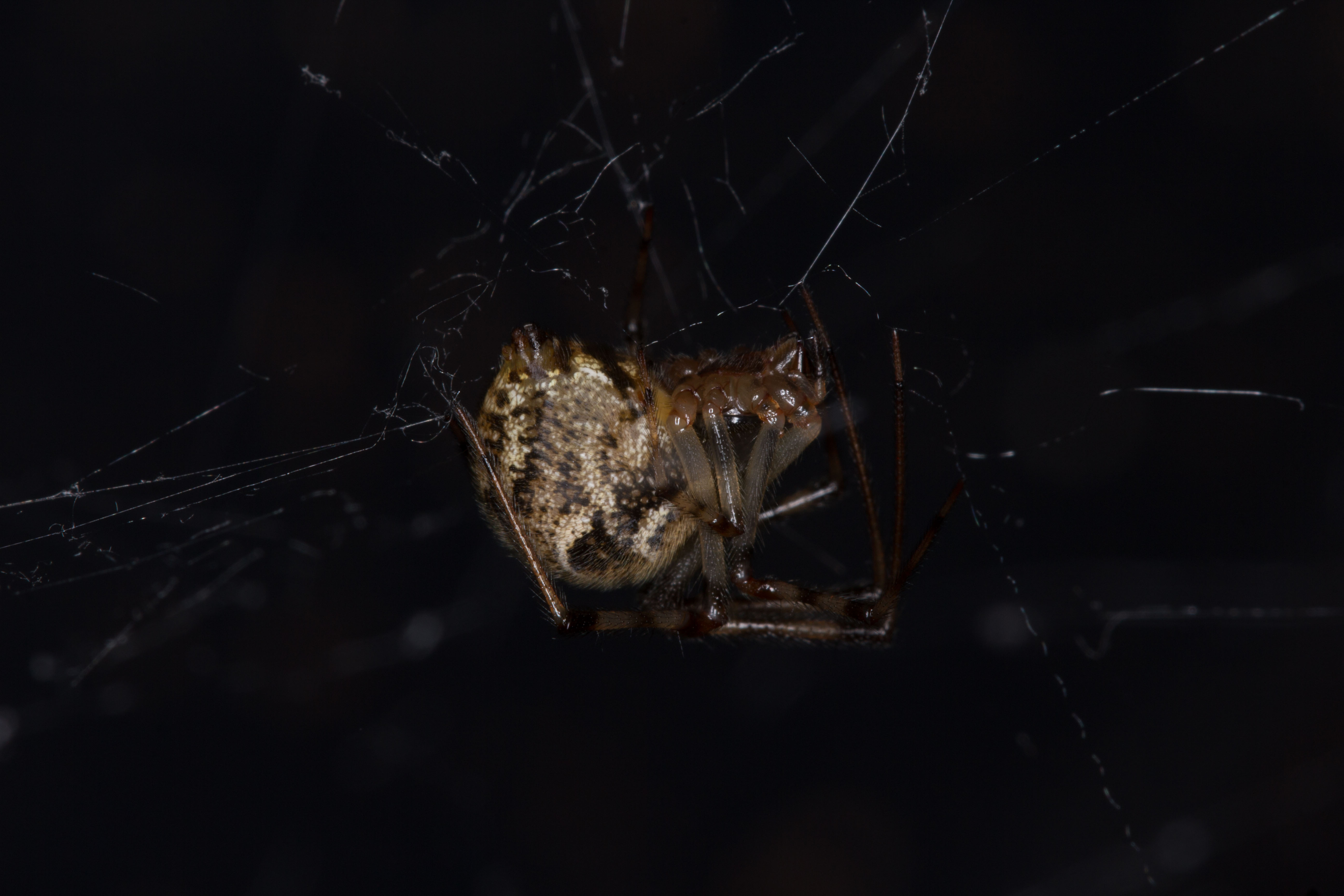 Picture of Parasteatoda tepidariorum (Common House Spider) - Lateral,Webs