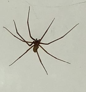 Picture of Loxosceles spp. (Recluse Spiders) - Male - Dorsal