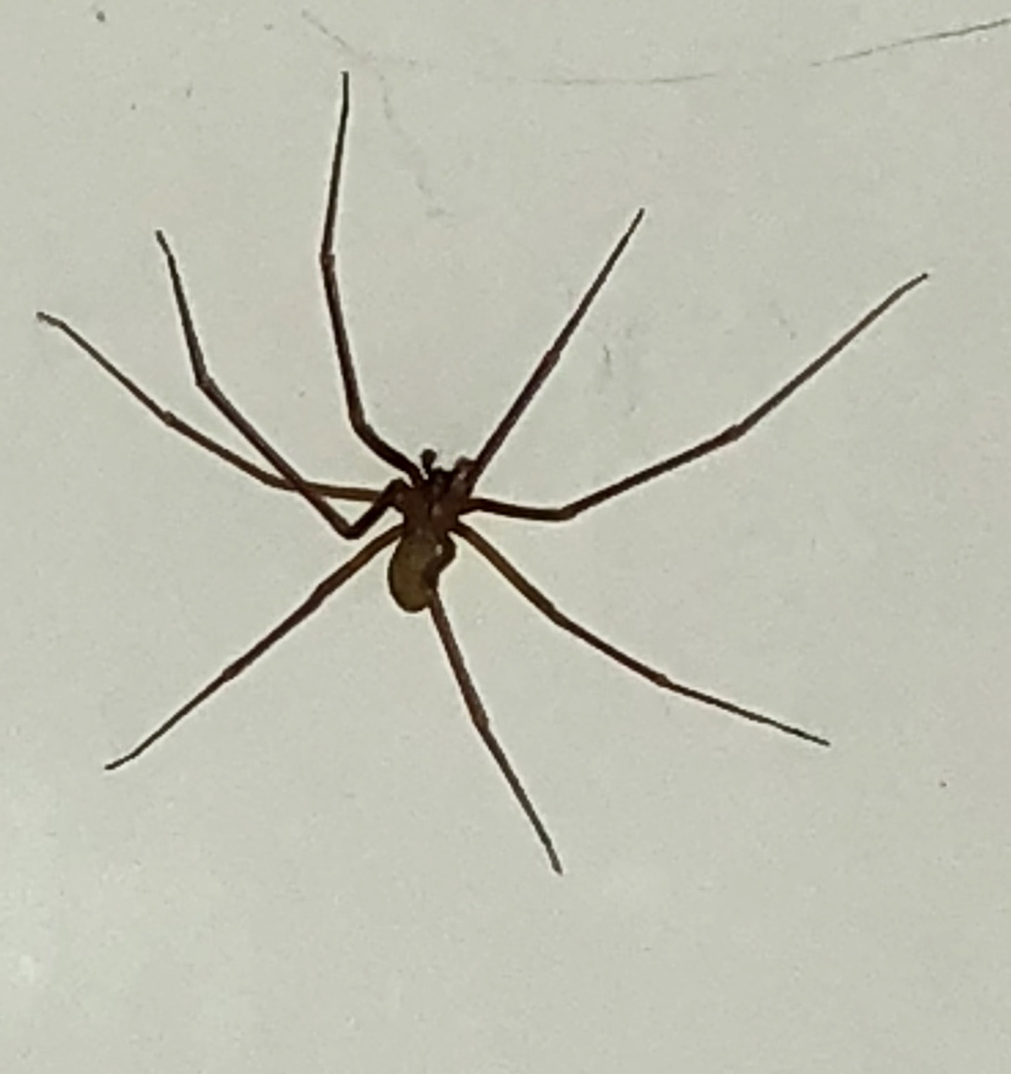 Picture of Loxosceles (Recluse Spiders) - Male - Dorsal