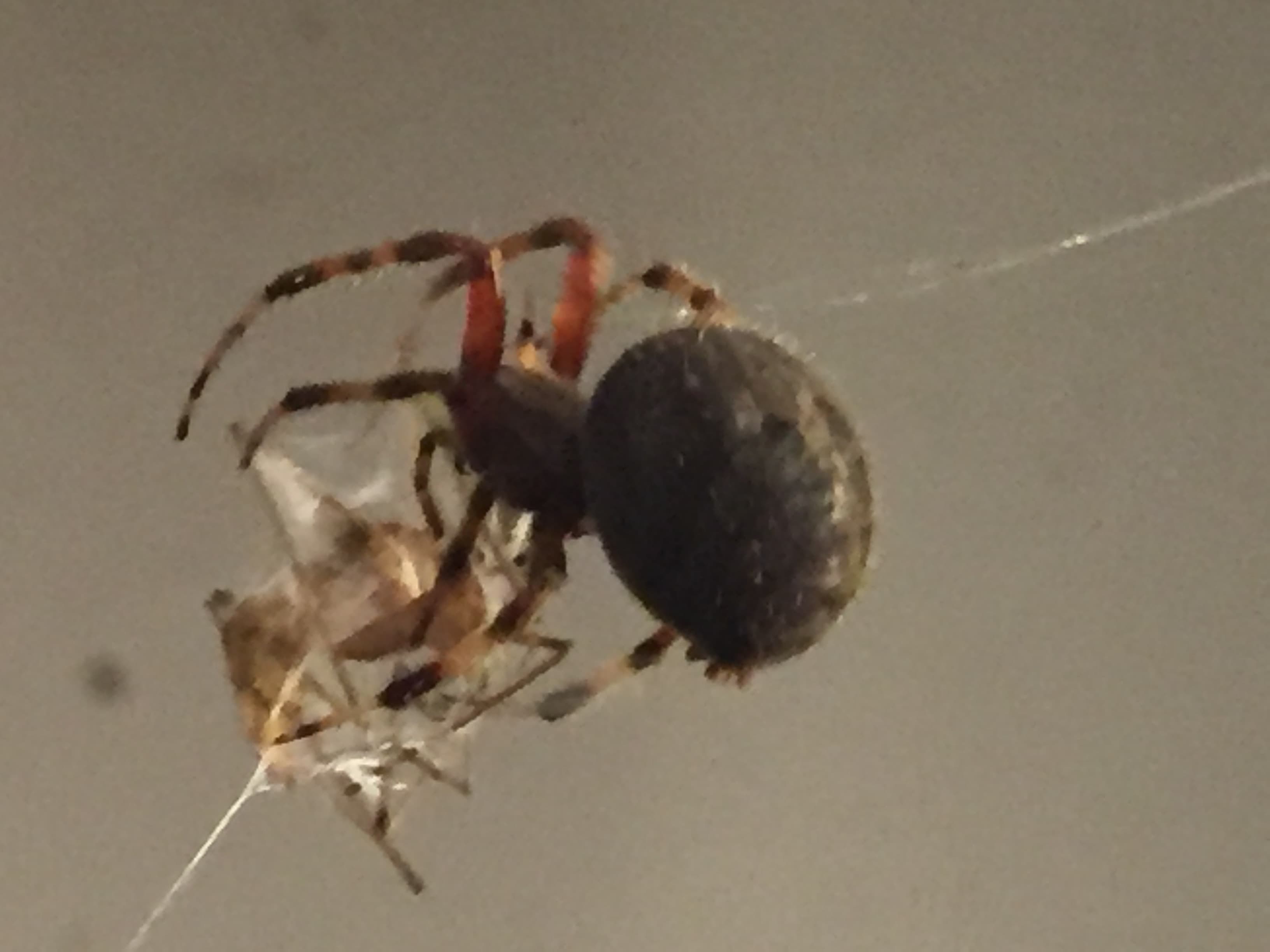 Picture of Neoscona (Spotted Orb-weavers) - Lateral,Prey