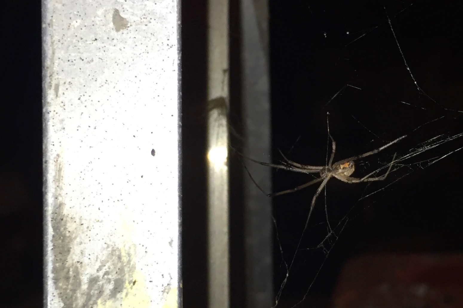 Picture of Latrodectus geometricus (Brown Widow Spider) - Ventral,Webs