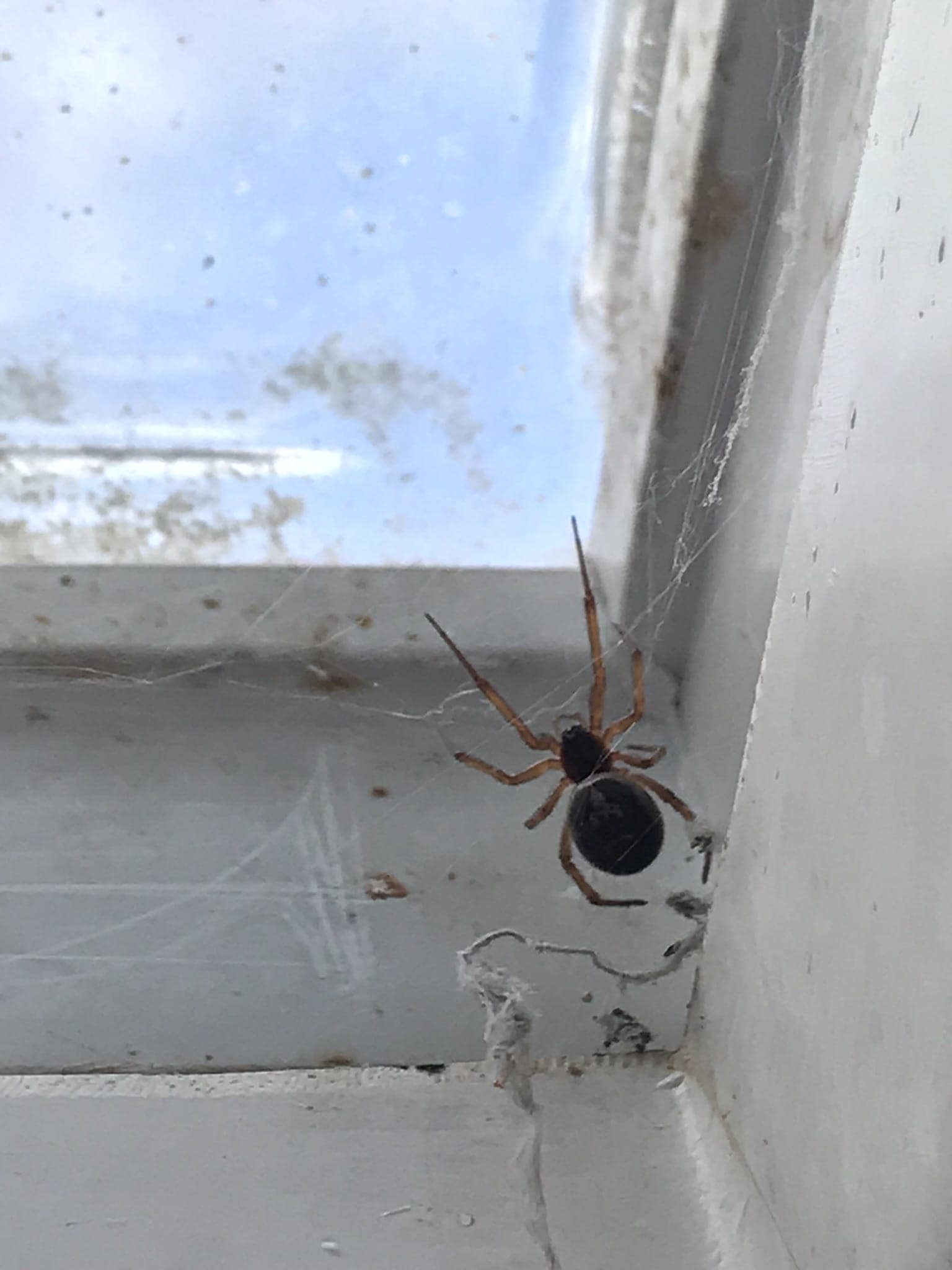 Picture of Steatoda nobilis (Noble False Widow) - Dorsal,Webs