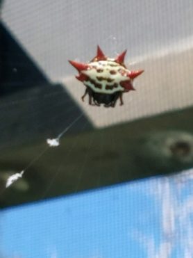 Picture of Gasteracantha cancriformis (Spiny-backed Orb-weaver) - Dorsal,Webs