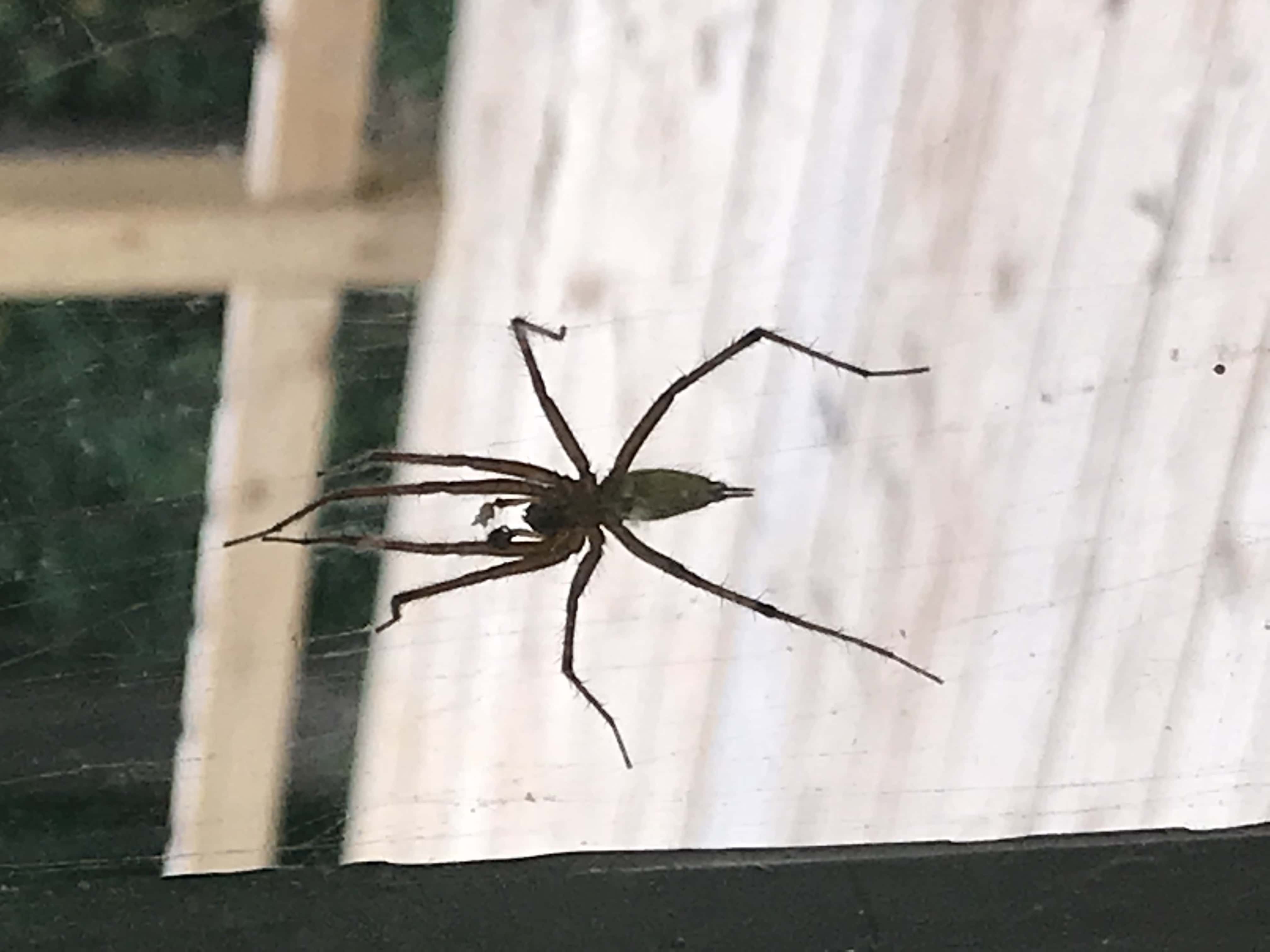 spiders-in-georgia-species-pictures