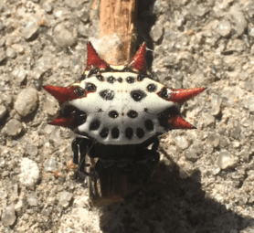 Picture of Gasteracantha cancriformis (Spiny-backed Orb-weaver) - Dorsal