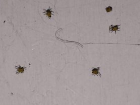 Picture of Araneidae (Orb-weavers) - Spiderlings