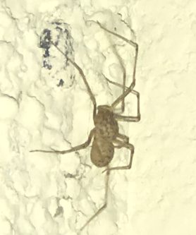Picture of Scytodes spp. - Lateral