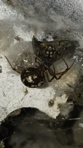 Picture of Steatoda triangulosa (Triangulate Cobweb Spider) - Lateral,Prey