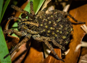 Picture of Tigrosa annexa - Female - Dorsal,Spiderlings
