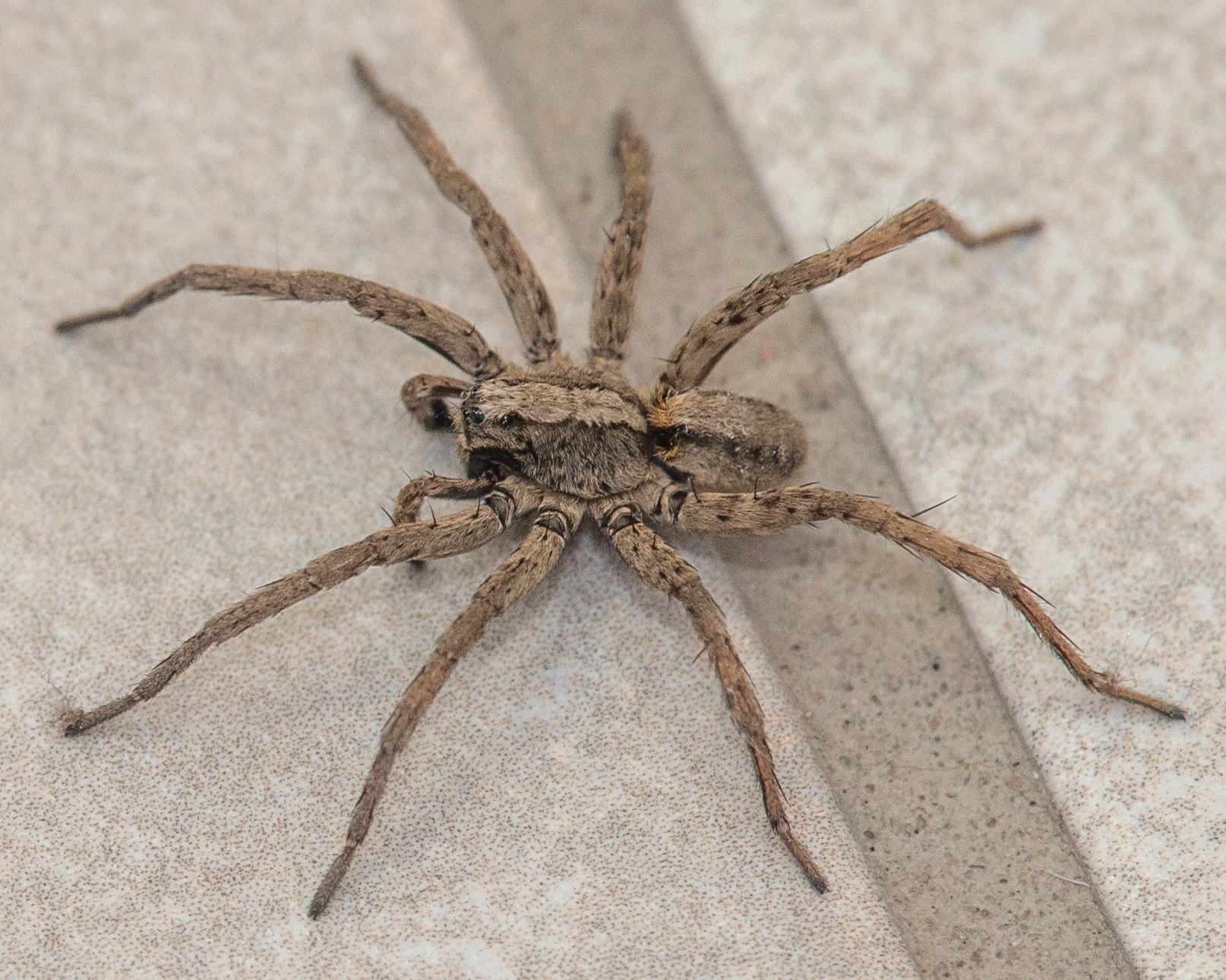 Unidentified spider in FRESNO, California United States