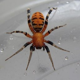 Featured spider picture of Castianeira amoena