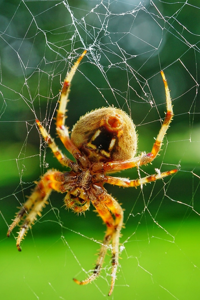 Spiders pictures. Пауки в Новосибирске. Паук в саду. Иллинойс паук. Паук картина.