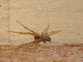 Picture of Pityohyphantes spp. (Hammock Spiders) - Male - Dorsal