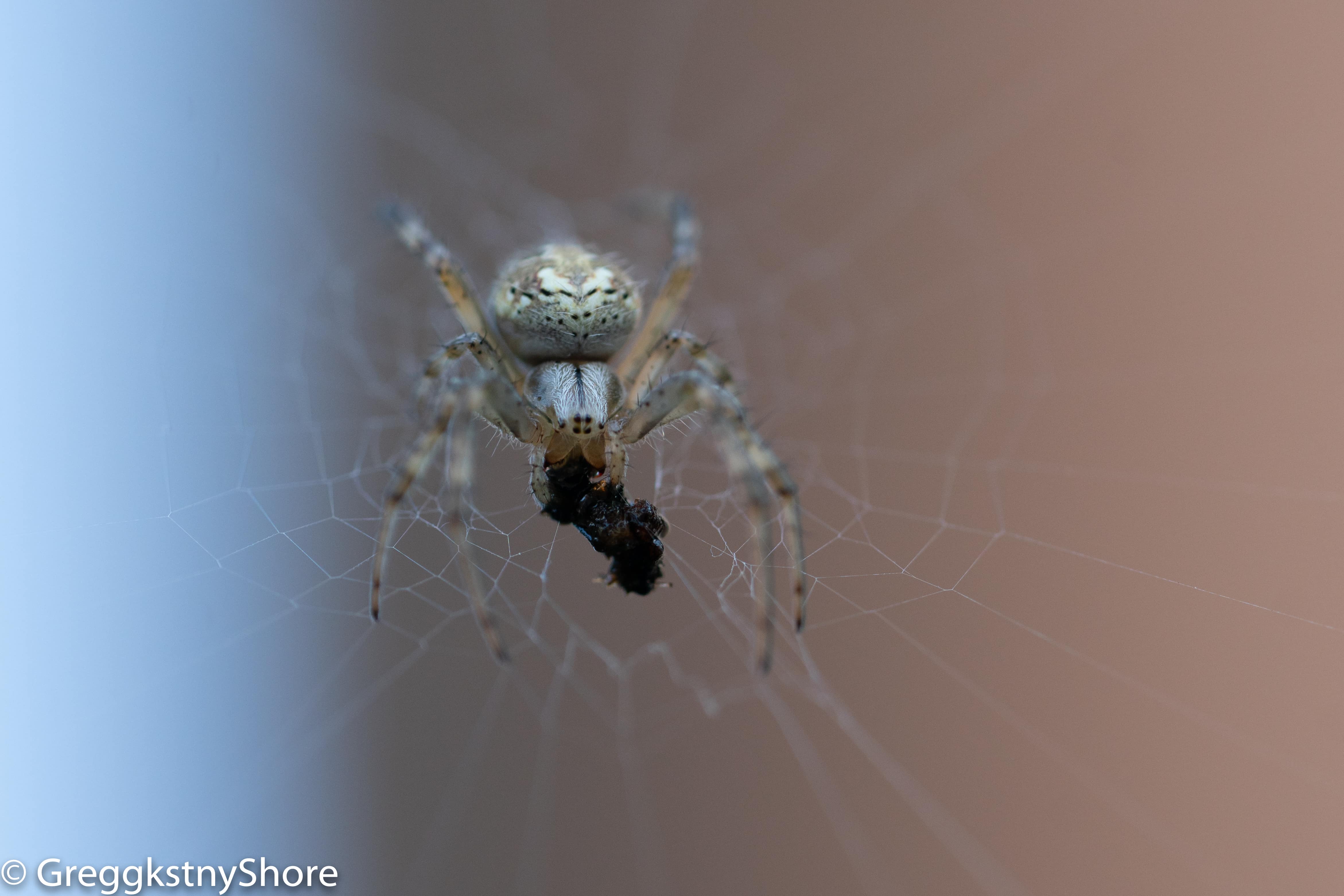 Picture of Neoscona oaxacensis (Western Spotted Orb-weaver) - Eyes,Webs,Prey