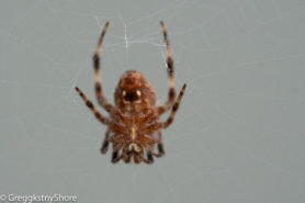 Picture of Neoscona spp. (Spotted Orb-weavers) - Ventral,Webs