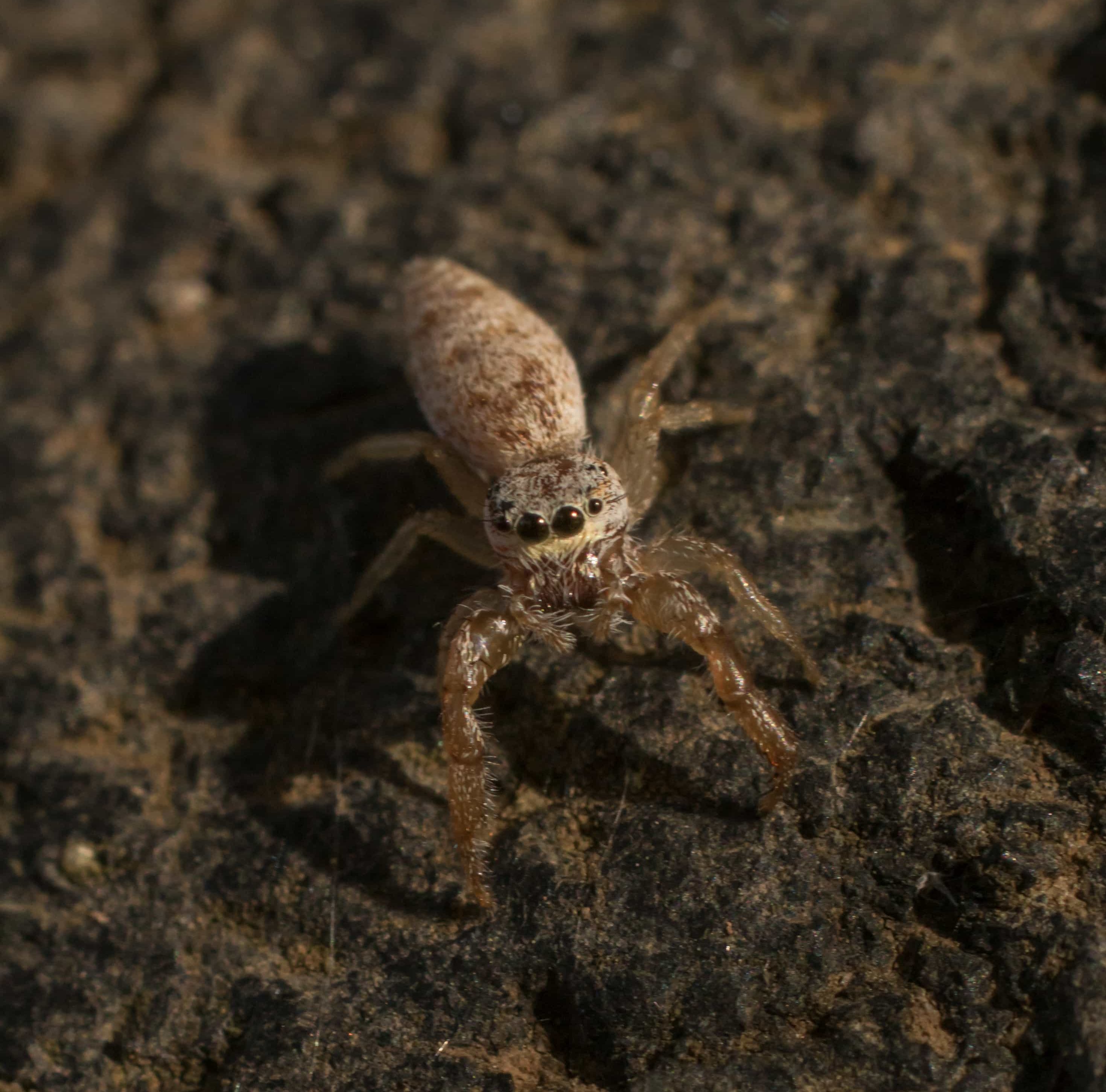 Picture of Hentzia palmarum (Hentz Jumping Spider) - Female - Eyes