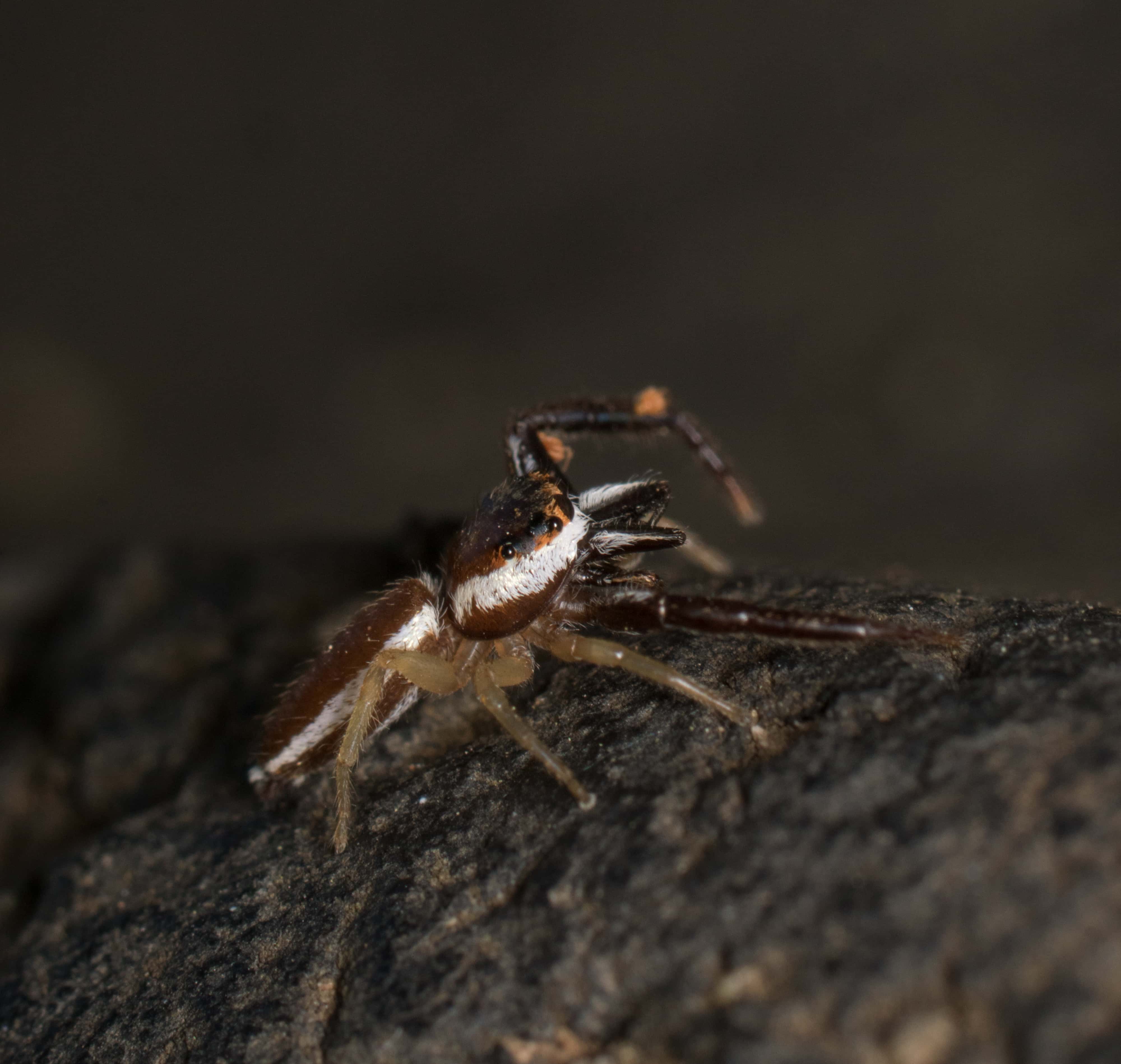 Picture of Hentzia palmarum (Hentz Jumping Spider) - Male - Lateral