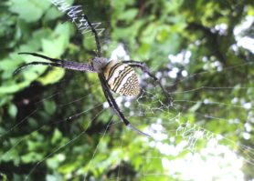 Picture of Argiope spp. (Garden Orb-weavers) - Female - Dorsal,Webs