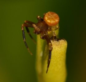 Picture of Thomisidae (Crab Spiders) - Male - Dorsal
