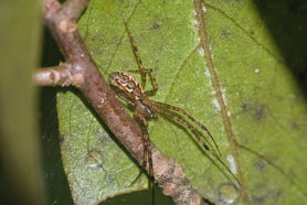 Picture of Pityohyphantes spp. (Hammock Spiders) - Dorsal