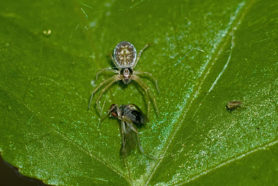 Picture of Dictynidae (Mesh Web Weavers) - Dorsal,Prey