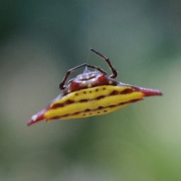 Featured spider picture of Gasteracantha sturi (Blunt-spined Kite Spider)