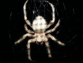 Picture of Araneus cavaticus (Barn Orb-weaver Spider) - Dorsal,Webs
