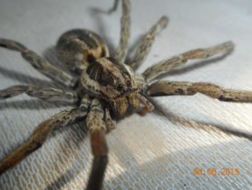 Picture of Lycosidae (Wolf Spiders) - Dorsal,Eyes