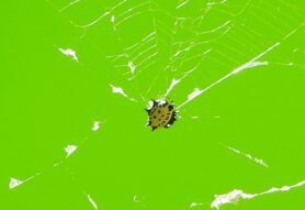 Picture of Gasteracantha cancriformis (Spiny-backed Orb-weaver)