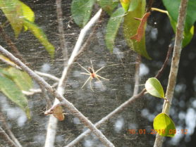 Picture of Pisauridae (Nursery Web Spiders) - Dorsal,Webs