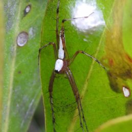 Featured spider picture of Oxyopes shweta (White Lynx Spider)