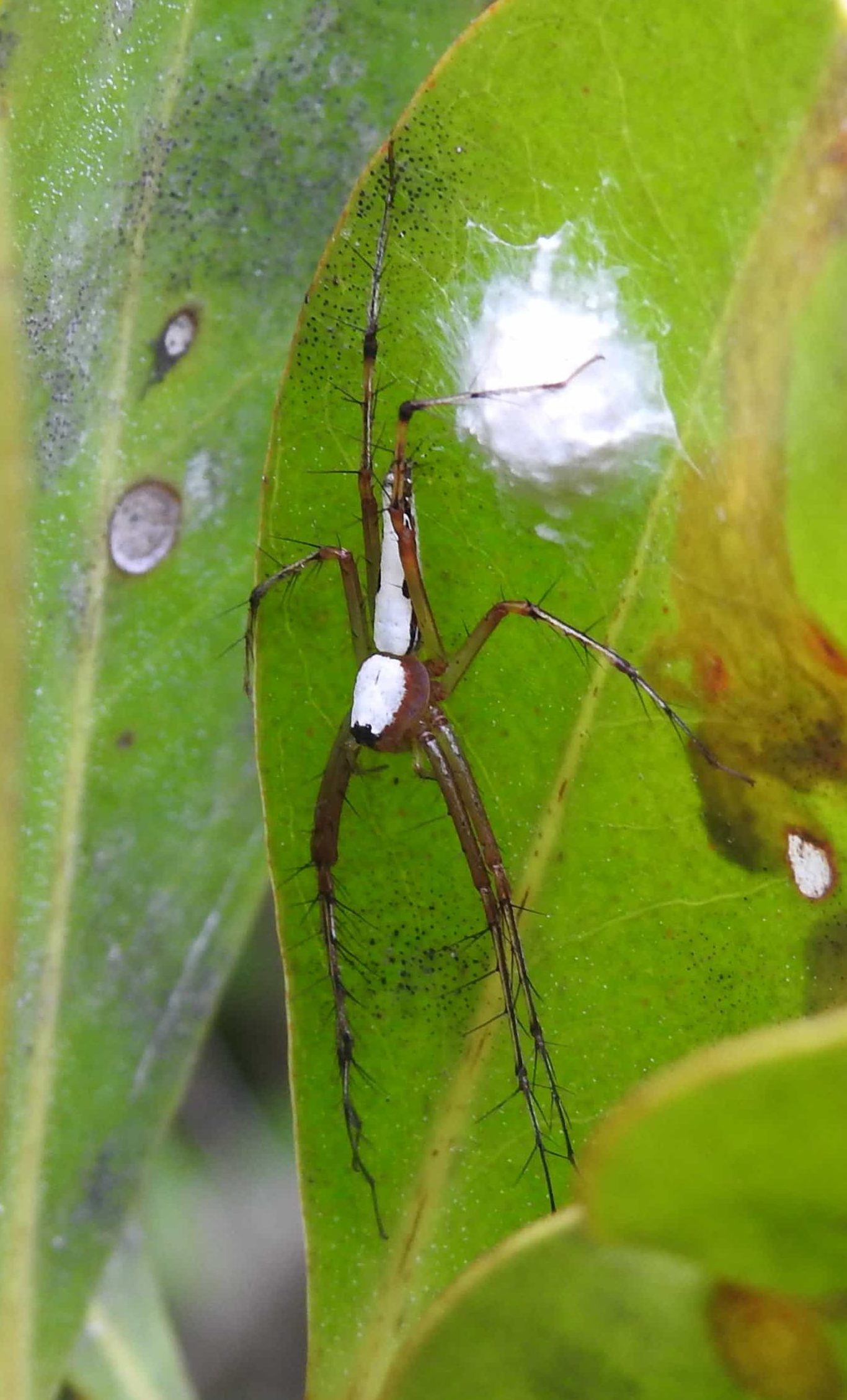 Picture of Oxyopes shweta (White Lynx Spider) - Female - Egg Sacs,Lateral