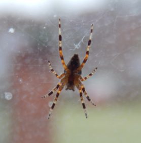 Picture of Araneus spp. (Angulate & Round-shouldered Orb-weavers) - Female - Ventral,Webs