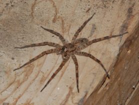 Picture of Dolomedes tenebrosus (Dark Fishing Spider) - Lateral