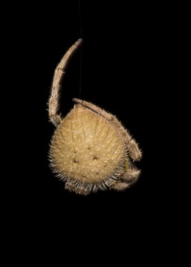 Picture of Eriophora ravilla (Tropical Orb-weaver) - Dorsal