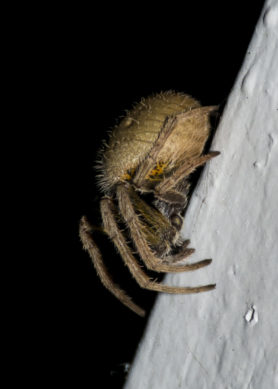 Picture of Eriophora ravilla (Tropical Orb-weaver) - Lateral