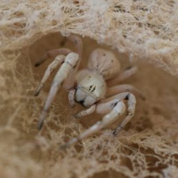 Featured spider picture of Stegodyphus pacificus