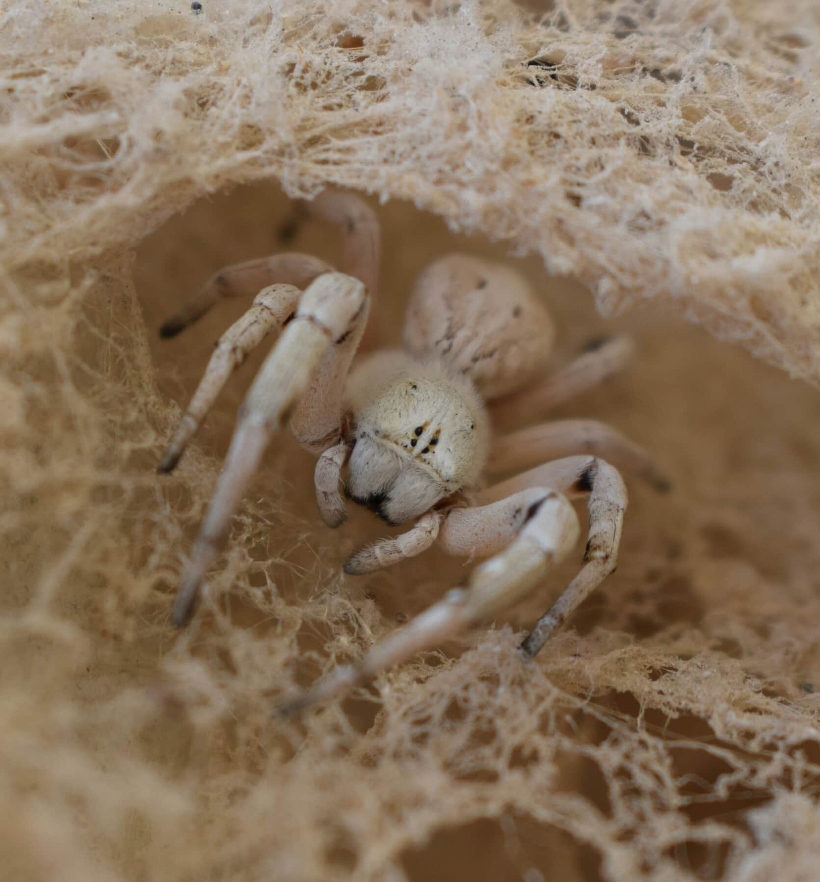 Picture of Stegodyphus pacificus - Eyes,Webs