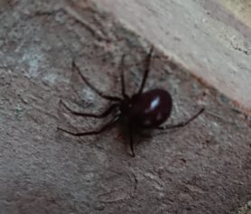 Picture of Steatoda grossa (False Black Widow) - Dorsal