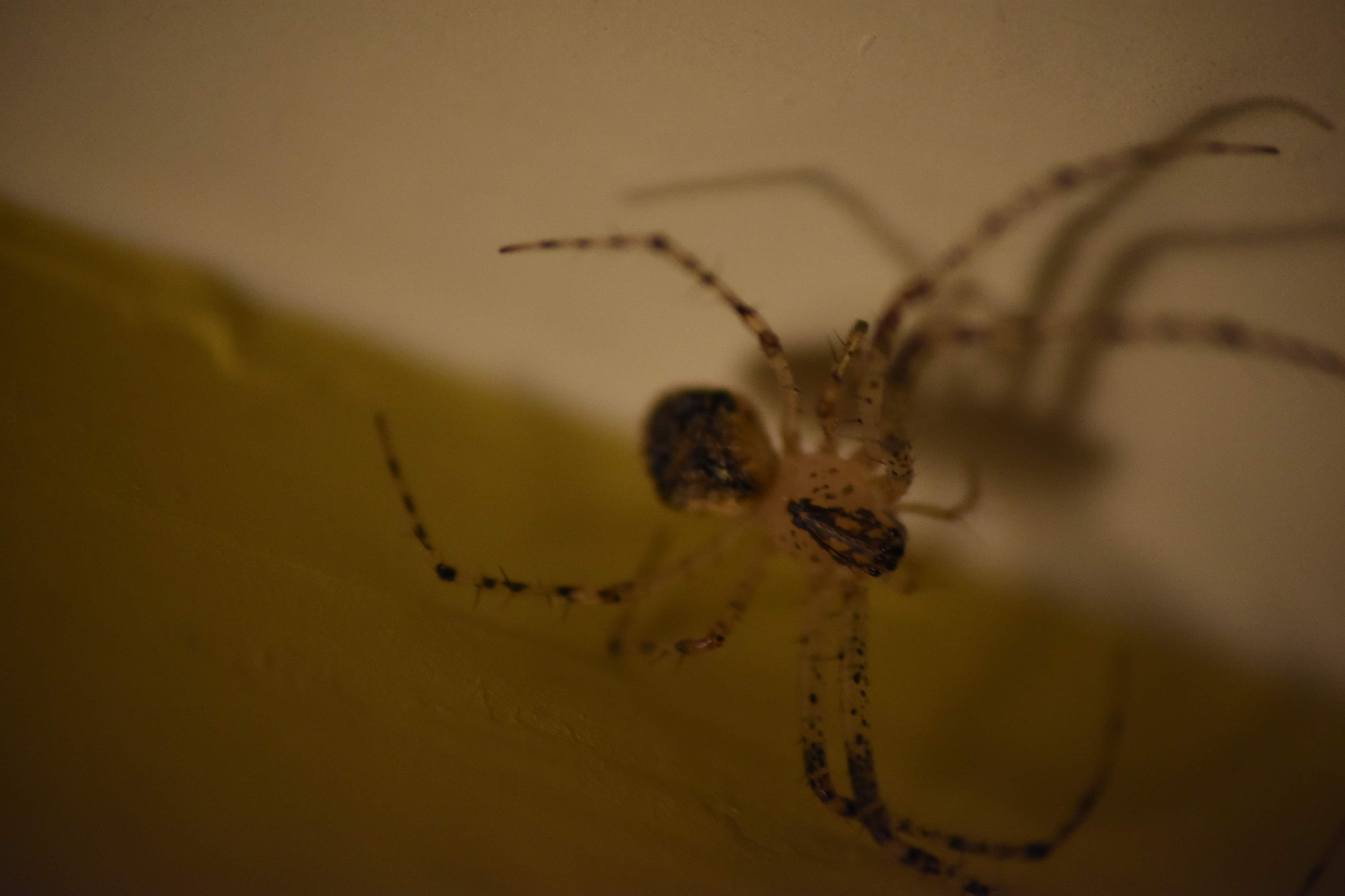 Featured spider picture of Mimetus notius