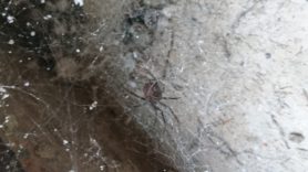 Picture of Steatoda spp. (False Widows) - Ventral,Webs
