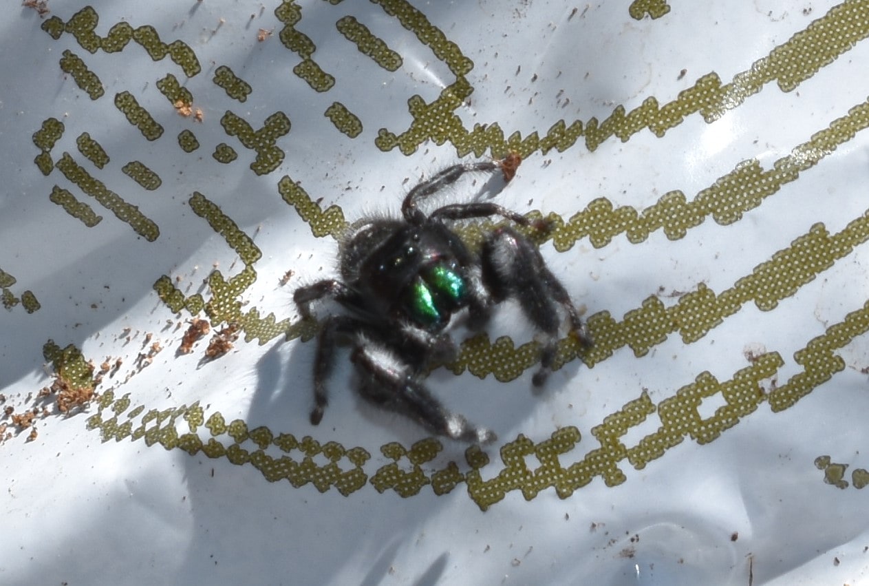 Picture of Phidippus audax (Bold Jumper) - Eyes