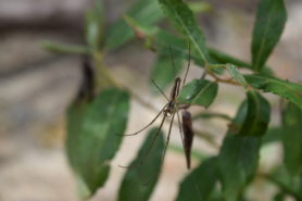 Picture of Tetragnatha spp. - Ventral,Webs