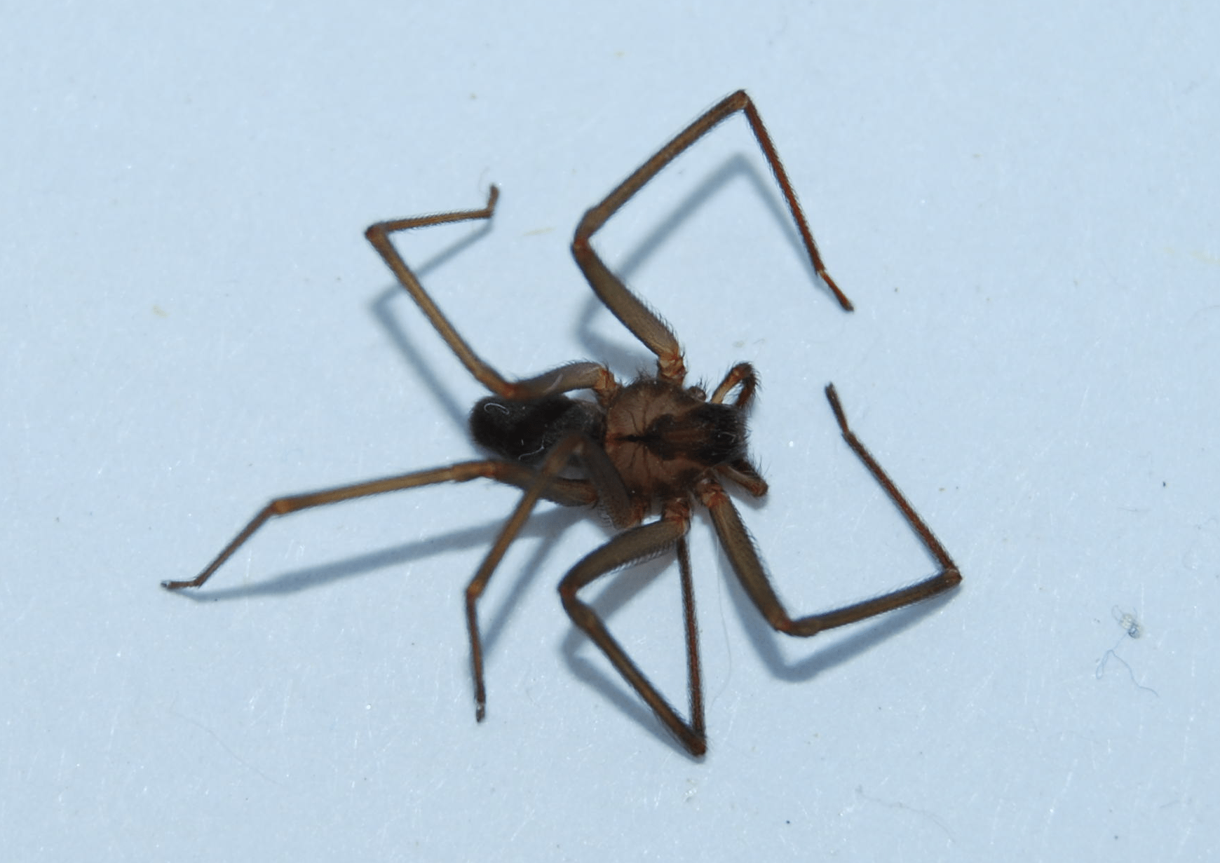 Loxosceles reclusa (Brown Recluse) in Palestine, Texas United States