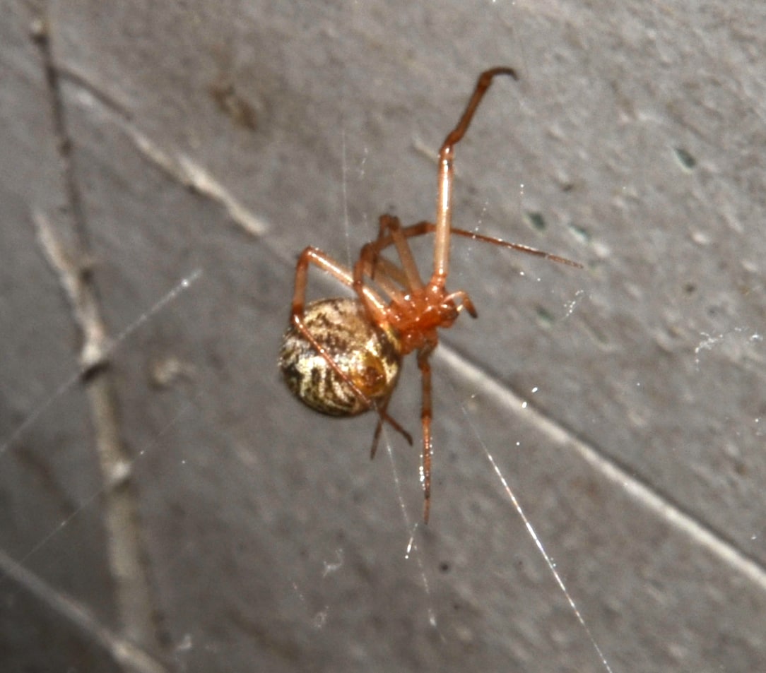 Picture of Parasteatoda tepidariorum (Common House Spider) - Ventral,Webs