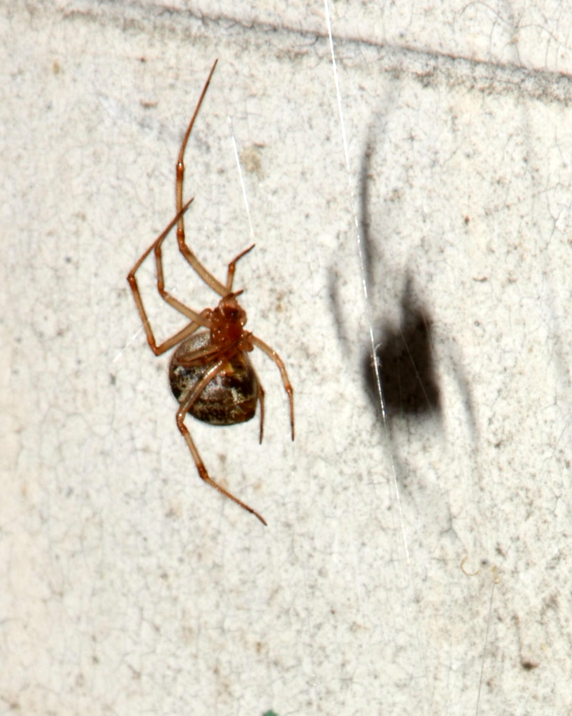 Picture of Parasteatoda tepidariorum (Common House Spider) - Ventral