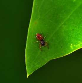Picture of Salticidae (Jumping Spiders) - Dorsal